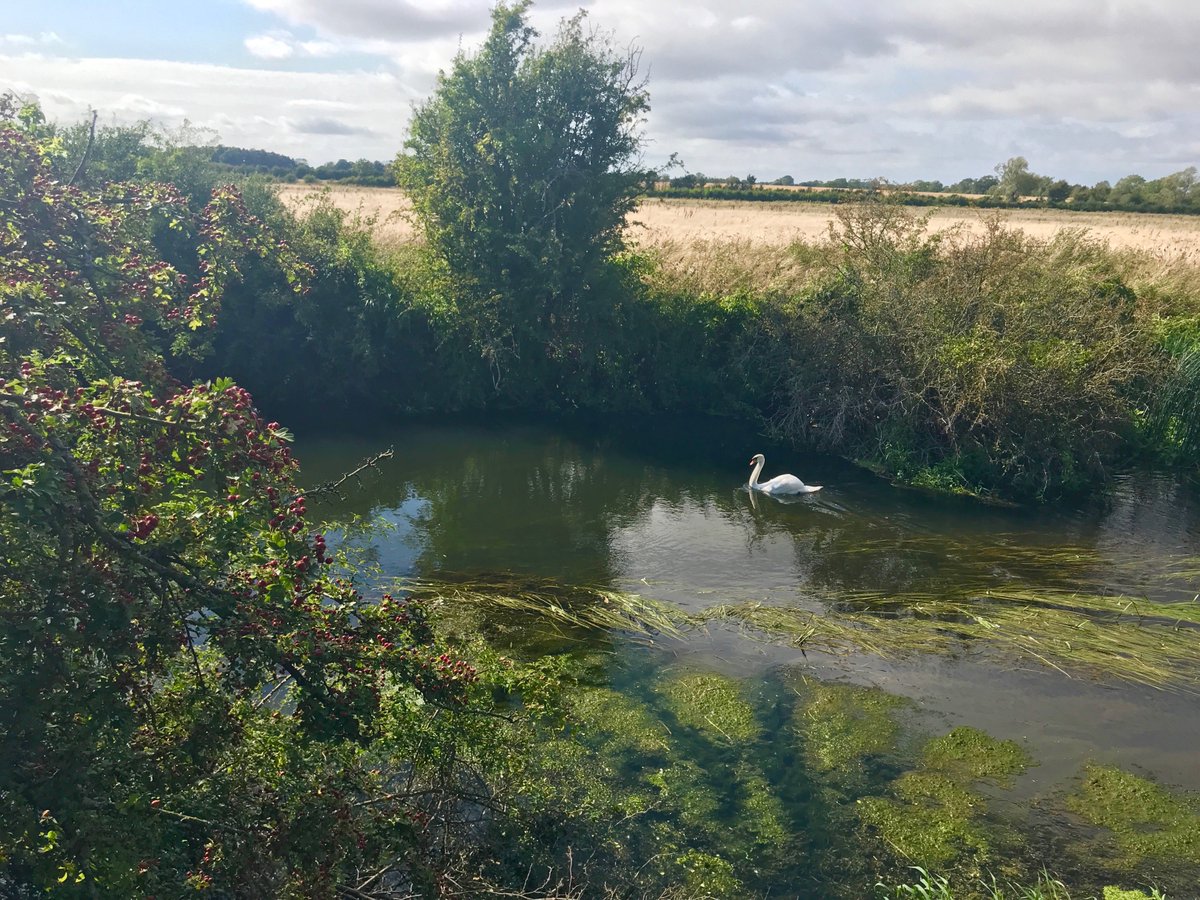 AnneLouiseAvery's tweet photo. A swan glides along a wild and lonely green Thames, by hawthorn and willow and woundwort, between the Saxon towns of Cricklade and Lechlade. @NtThames #WalkingtheThamesPath https://t.co/9FwoTMYopx
