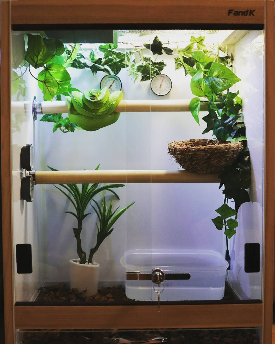 まっちゃん様専用 FandK爬虫類木製ケージ グリーンパイソン用