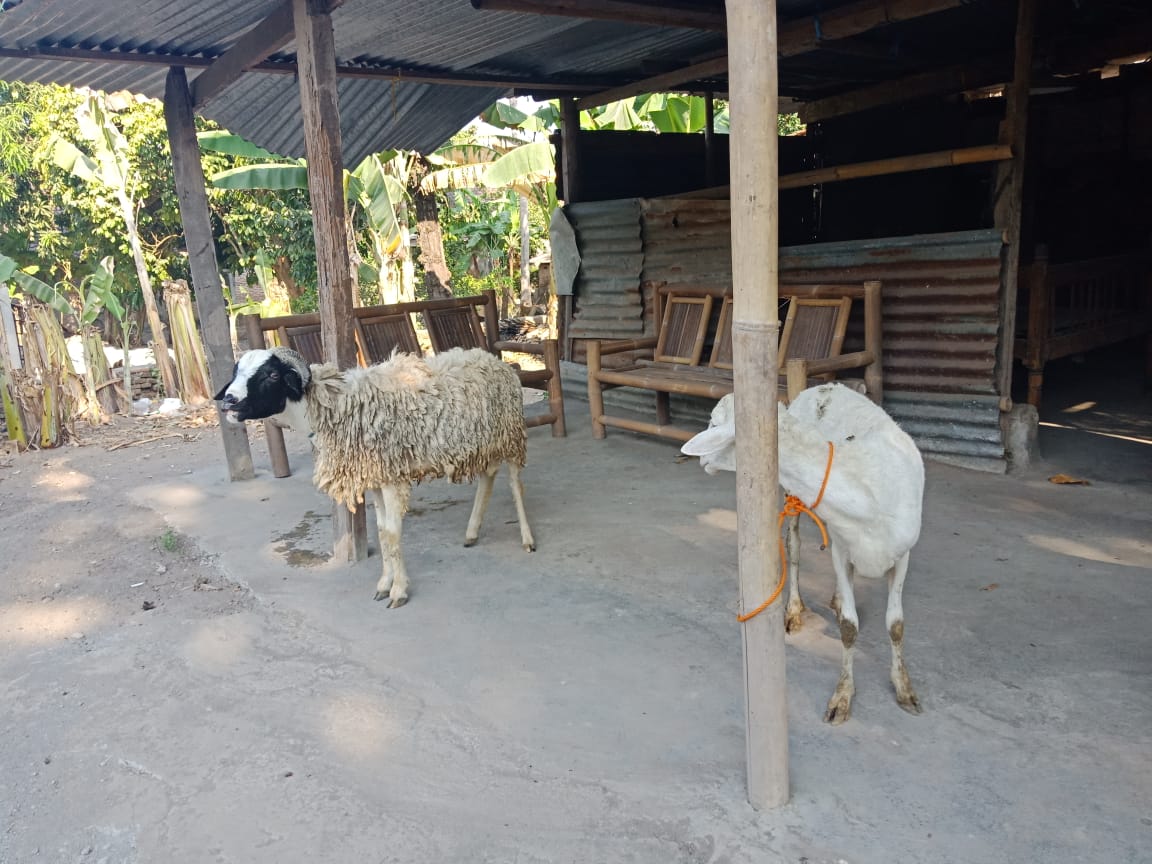 JogjaPkb's tweet photo. Hewan Qurban Siap didistribusikan ke Masjid &amp; Musholla, semoga barokah... 
Sambut Ied Mubarok 1439 H, indahnya berbagi... https://t.co/tQYXKKFdkm