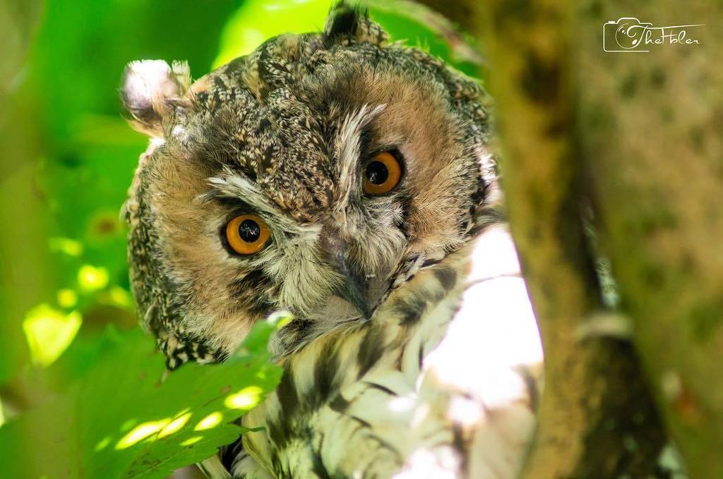 TheFbler's tweet photo. Ich habe ein neues Foto auf Instagram gepostet! Waldohreule #SONY #Alpha #a57 #APSC #DLSR #Camera #Photography #Leaves #Branches #Animal #Beautiful #AlphaCollective #ALPHADDICTED #Logo #TheFbler #Eyes #Stunning #Tree #Looking #🦉 #📷 #Wildlife #LoveWhatYouDo #Nationalpark #Neu… https://t.co/4X70RcBu5A