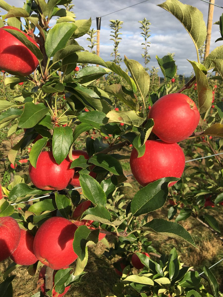 Innatis_fr's tweet photo. Gala (Jugala) prise en photo hier soir au coucher de soleil. Ça sent la #récolte ! Les premières parcelles devraient être cueillies dans la semaine ! #pomiculteur #vergersecoresponsables #anjou #valdeloire https://t.co/WYGzyLYnun