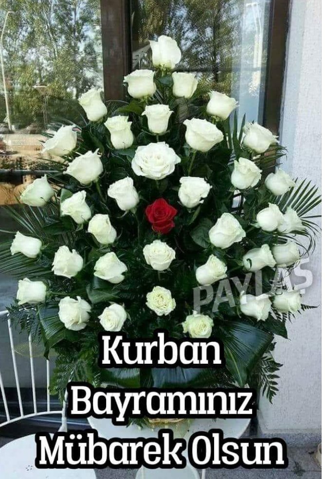 mrb canlar
