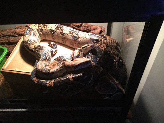 Murphy the snake found safe at home: bit.ly/2BDPs5Y #ottnews https://t.co/4rJQBBmGlY