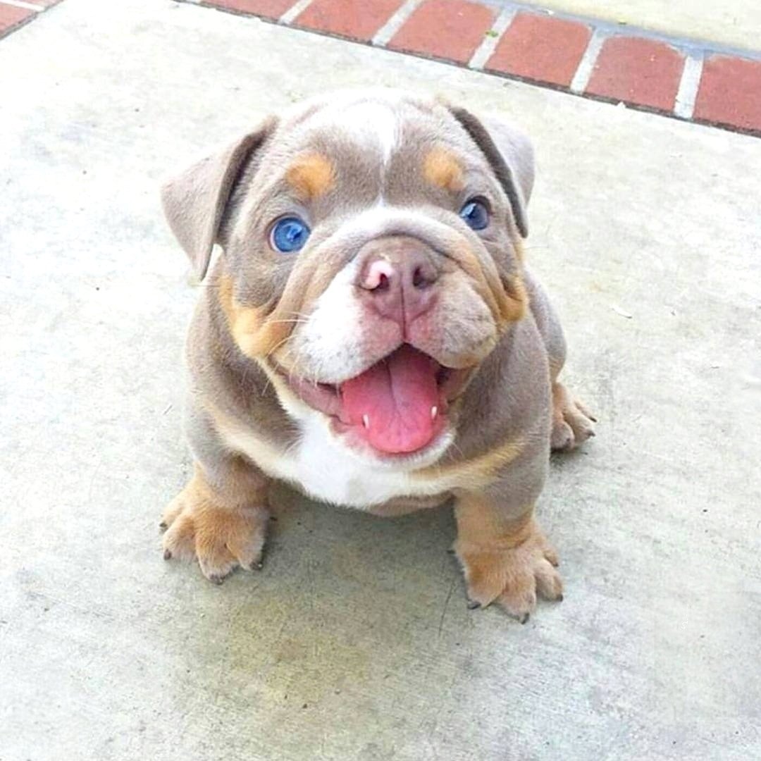 Cute puppy with their cute tongue out? It must be Tongue Out Tuesday! Show us ya' Tongues! 🐶
-
@puppyofday
-