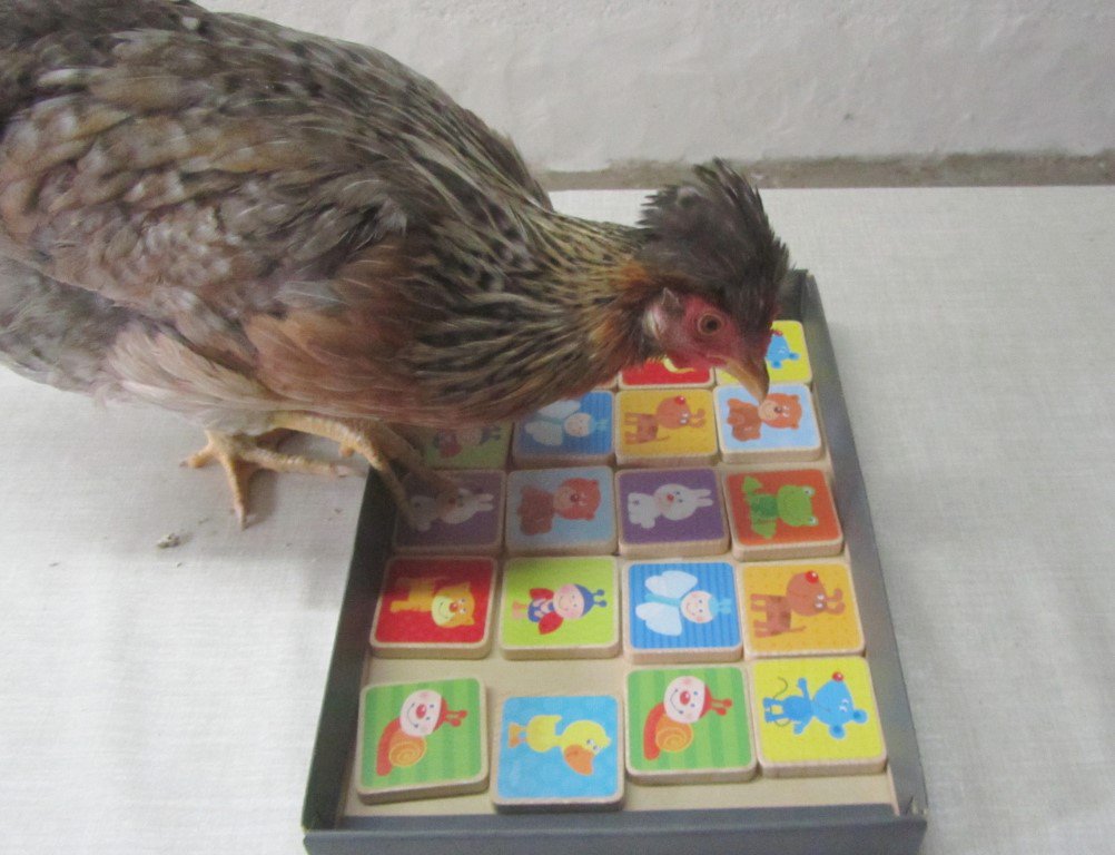 MyChickenSchool's tweet photo. #ChickenSchool #EcoleDesPoules
Goal 1: Pecking on the frog. Reward: Dried mealworms
1.#Bleo can already find the frog among all memory cards
2.#Goldig trains with 2 cards
3.#Comtesse is afraid, she trains pecking from my hand
4.#Castaña looks around, not interested in mealworms https://t.co/9HDV3zg9p4