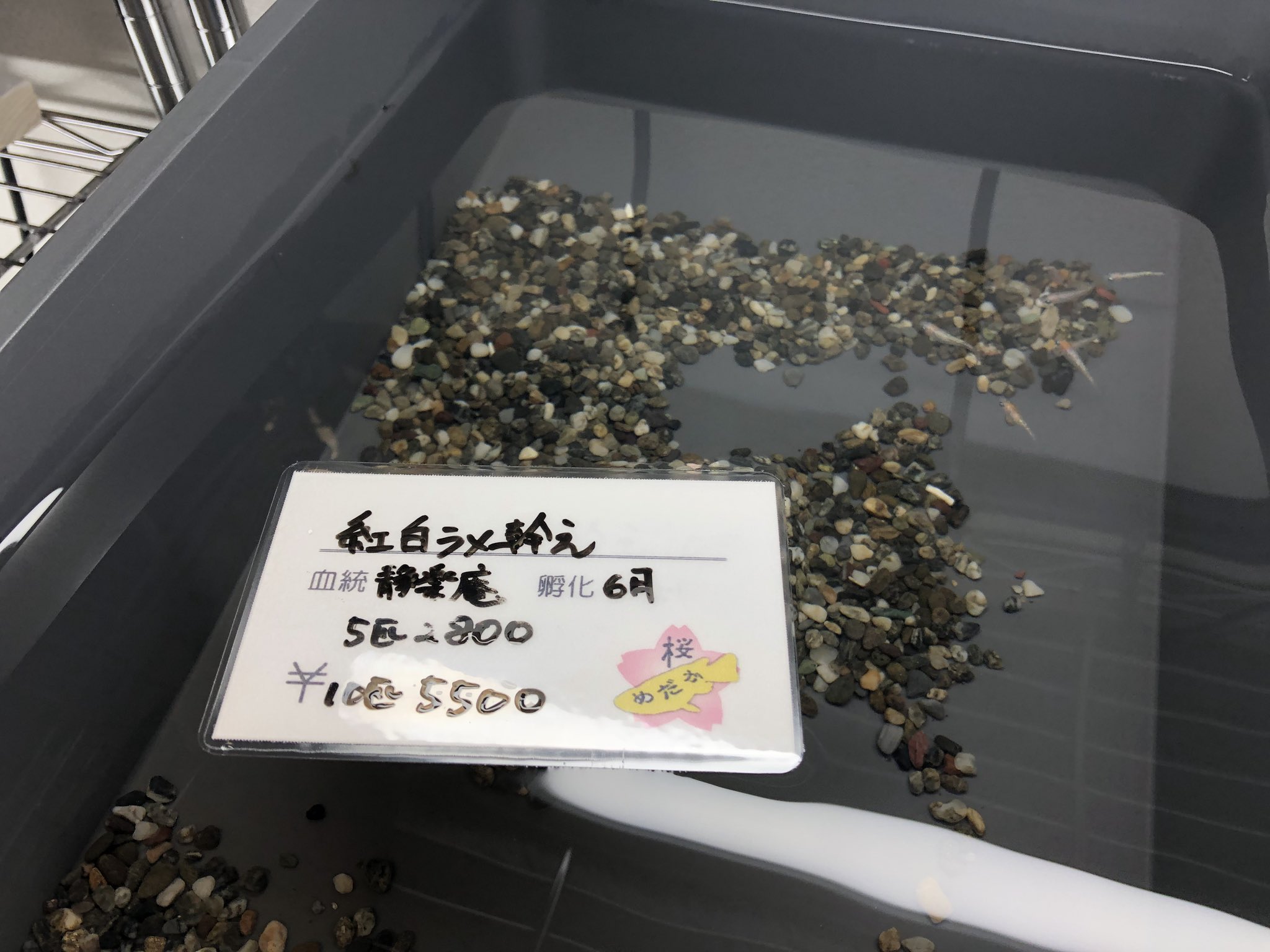 桜めだか 神戸のメダカ専門店 神戸のメダカ屋 桜めだか Medaka Sakura 直売所 平日 17 時 土曜日 11 時 定休日 日曜日 ご連絡頂きましたら時間外でも可能な限り対応致します 兵庫県 神戸市兵庫区西上橘通1 4 27