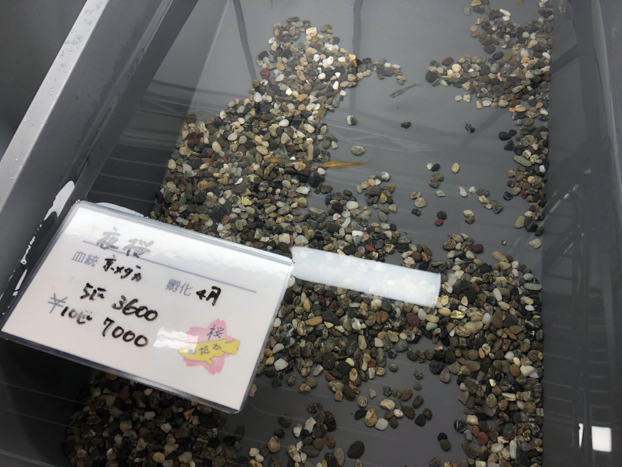 桜めだか 神戸のメダカ専門店 神戸のメダカ屋 桜めだか Medaka Sakura 直売所 平日 17 時 土曜日 11 時 定休日 日曜日 ご連絡頂きましたら時間外でも可能な限り対応致します 兵庫県 神戸市兵庫区西上橘通1 4 27