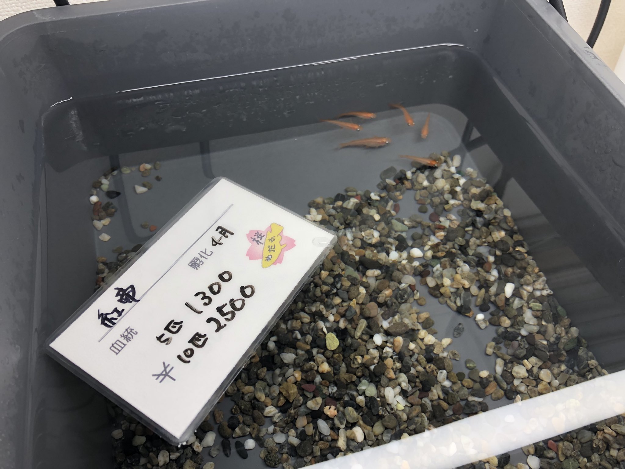 桜めだか 神戸のメダカ専門店 神戸のメダカ屋 桜めだか Medaka Sakura 直売所 平日 17 時 土曜日 11 時 定休日 日曜日 ご連絡頂きましたら時間外でも可能な限り対応致します 兵庫県 神戸市兵庫区西上橘通1 4 27