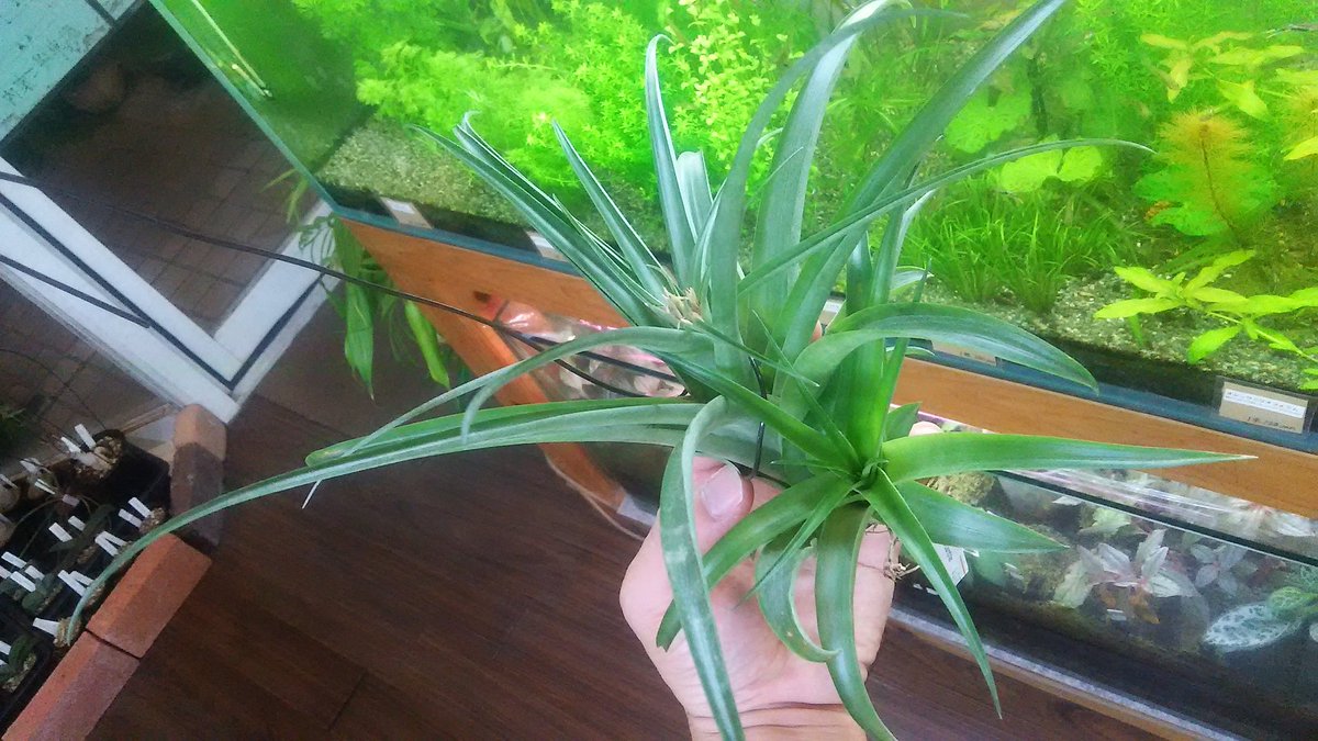 kandahayato's tweet photo. 【持ってる人が少ないチランジア特集】※店主の感覚で選出

Tillandsia cryptantha 4780円

メキシコ

#チランジア #ティランジア #エアープランツ  #tillandsia #cryptantha https://t.co/WtDW7mKYQ7