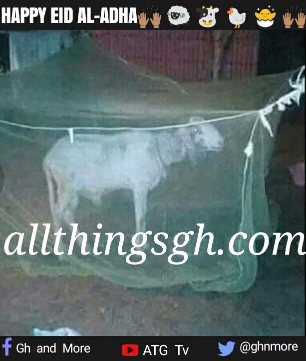 maadfc's tweet image. Happy Salah to Muslim brothers and sisters... 

Don&apos;t forget to bring us our share! 😒😉 🍖
#allthingsgh #ghnmore #ReliableContent #ReliableNews