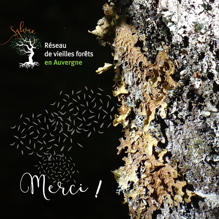 Appel au dons pour préserver les vieilles forêts en Auvergne ! helloasso.com/associations/c…
