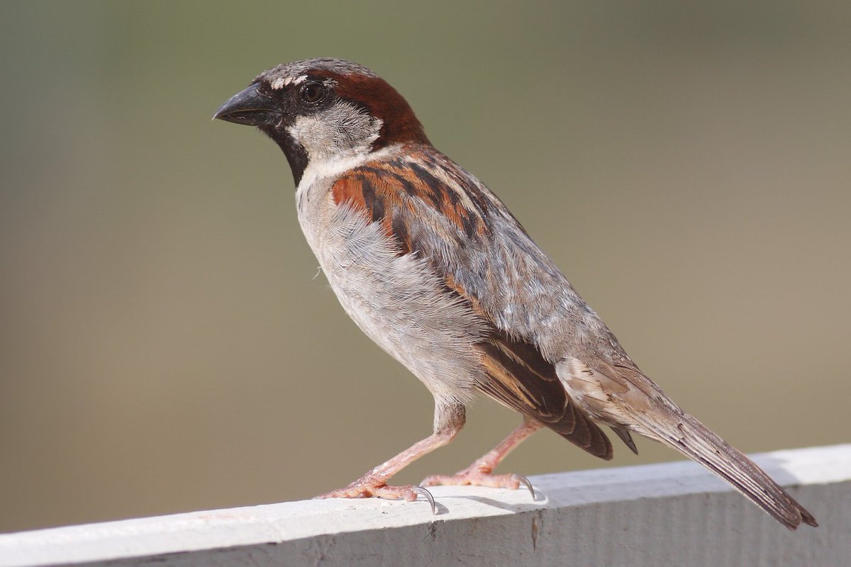 ZehraTRizvi's tweet photo. Science sounds funny to me when I think about theory of evolution .
If we believe in that theory, then according to that theory a sparrow and a snake should also have same ancestors.

#science
#Evolution 
#theory
#ancestors https://t.co/560Oiu9KOe