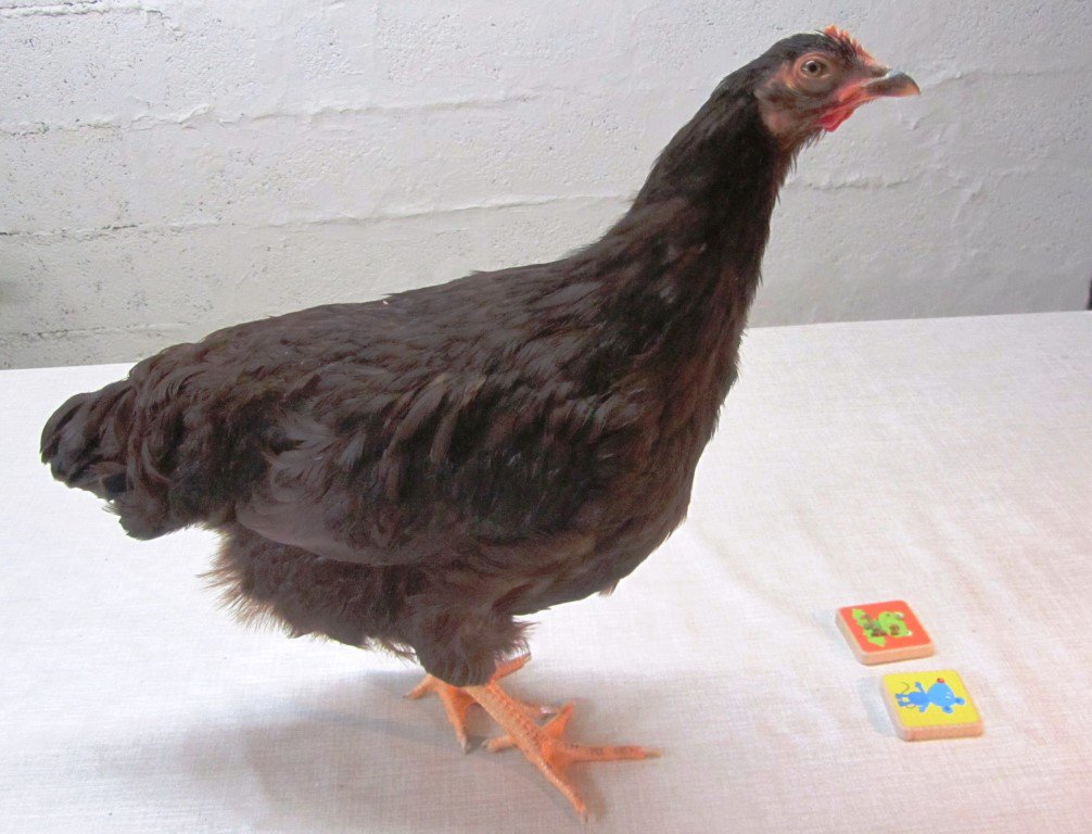 MyChickenSchool's tweet photo. #ChickenSchool #EcoleDesPoules
Goal 1: Pecking on the frog. Reward: Dried mealworms
1.#Bleo can already find the frog among all memory cards
2.#Goldig trains with 2 cards
3.#Comtesse is afraid, she trains pecking from my hand
4.#Castaña looks around, not interested in mealworms https://t.co/9HDV3zg9p4