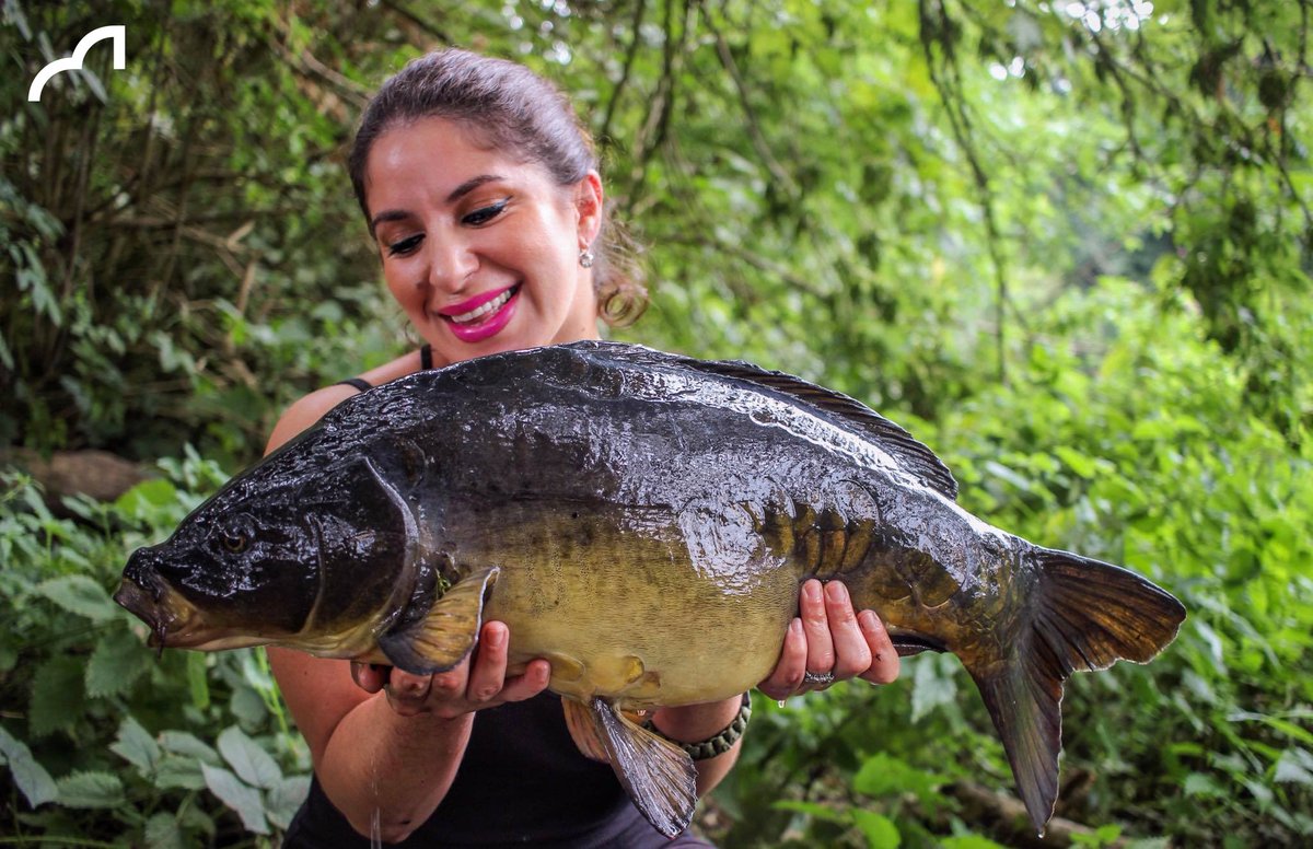 SpottedFin's tweet photo. Arezue with a stunning capture from an old estate lake. Taken on the Frank Warwick Miracle Berry Wafters over Smokey Jack boilies #spotted Fin #Teamfin #boilies #frankwarwick #carp #carpfishing #carplifestyle #danglersbation #angling #fishing #carpology #totalcarp https://t.co/ScCG7dVf52