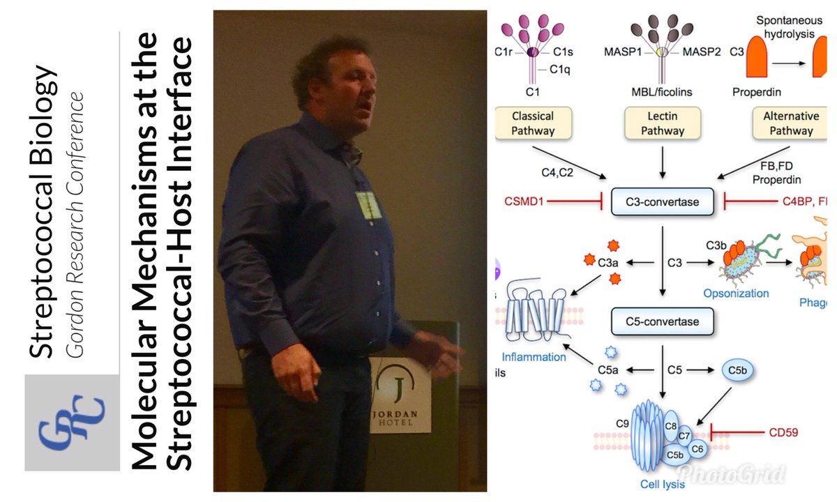 Final selected talk Day 2 #StrepGRC in Main: David Ermert (Lund University, Sweden)
'C4BP-Mediated Complement Evasion in Streptococcal Infections: How the Good Guys Turn Bad'