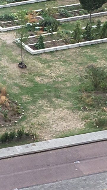 Yes!! Buurttuin <a href="/BietjebijBietje/">Bietje bij Bietje</a> doet met de zonne- #grastekening mee met de #zomerchallenge van <a href="/JandeRond/">Jan de R⭕️nd</a>. En we doen dus ook mee met #Burendag073 op 22 september as!