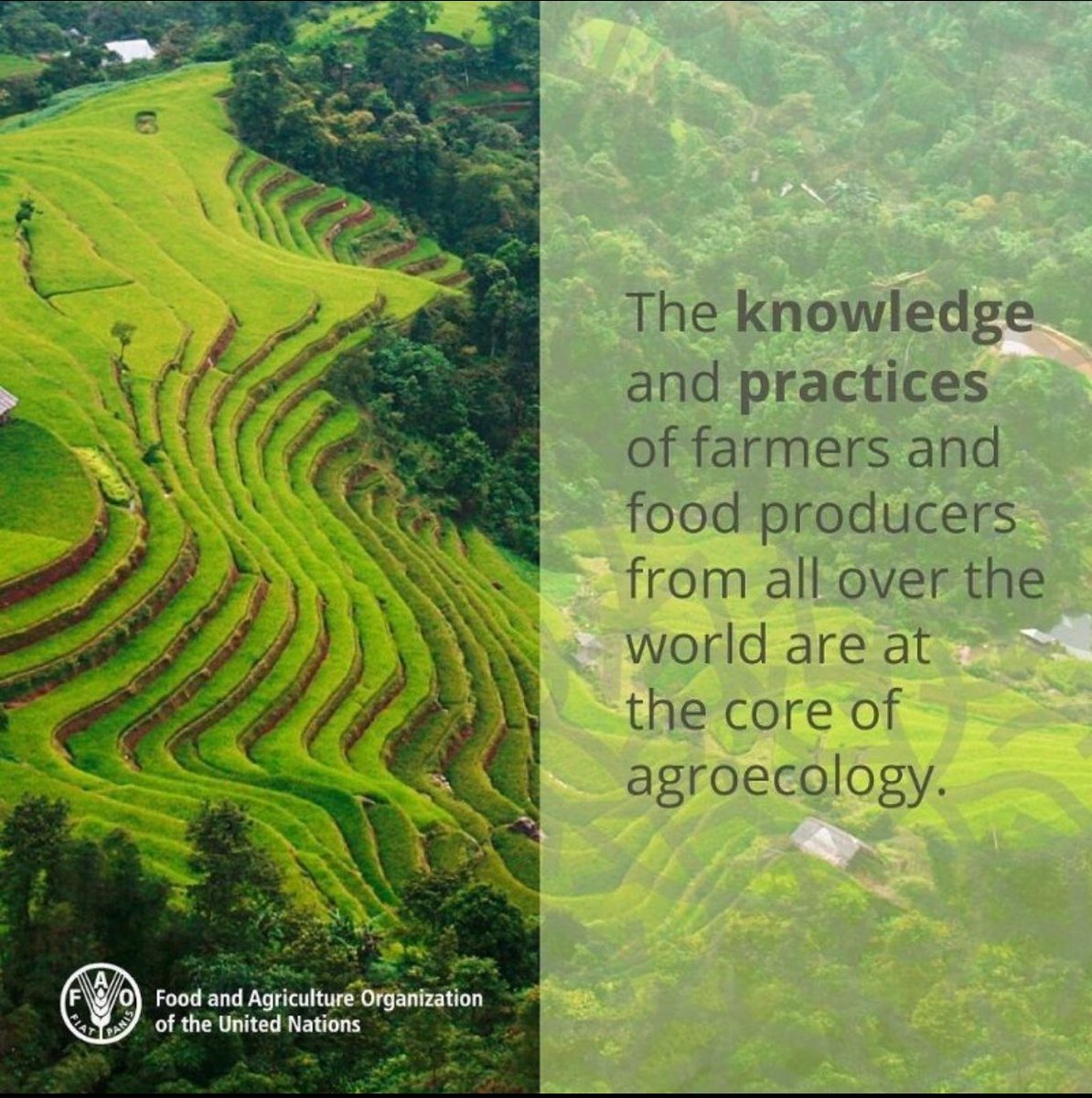 foh2010inc's tweet photo. We need to recognize the value and knowledge of the people who produce our food.
 
Our #ZeroHunger heroes. #Agroecology #FriendsofHaiti2010 #HaitiReforestationCannotWait #MillionTreesHaiti https://t.co/8iHtPeT38S