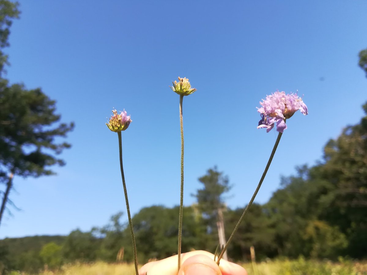 J__Baldinger's tweet photo. Flora des Alpenostrands im August 2
(Eastern Alps rim flora) 

- Rosa spinosissima (schwarze Hagebutten!)
- Scabiosa triandra
- Colutea arborescens

#natur #österreich #nature #umwelt #flora https://t.co/ykhARqvON3