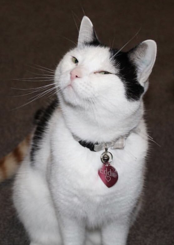 jaydivision82's tweet image. Eddie is not impressed. #RoastMyCat