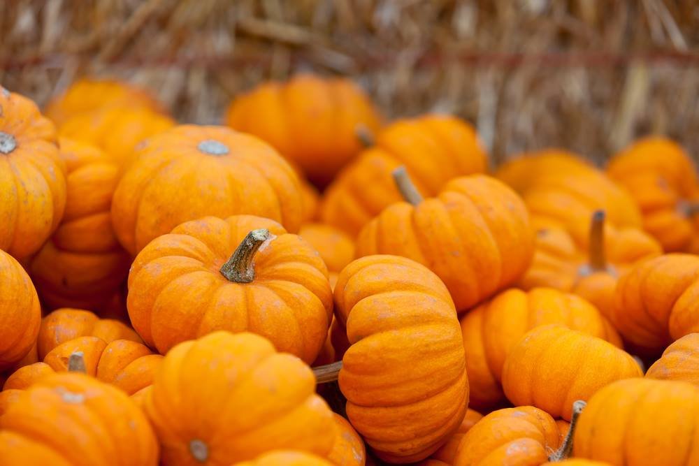 Capital_Honda's tweet photo. #TalkTuesday
With fall coming up, what are you guys most excited for? The clothes? The food? The weather?
Let us know in the comments below!
ππππππ
#CapitalHonda #FallFeeling #FallMotivation #Halloween #Christmas #FallClothes #Holidays #FallWeather https://t.co/k2JukOj0bI
