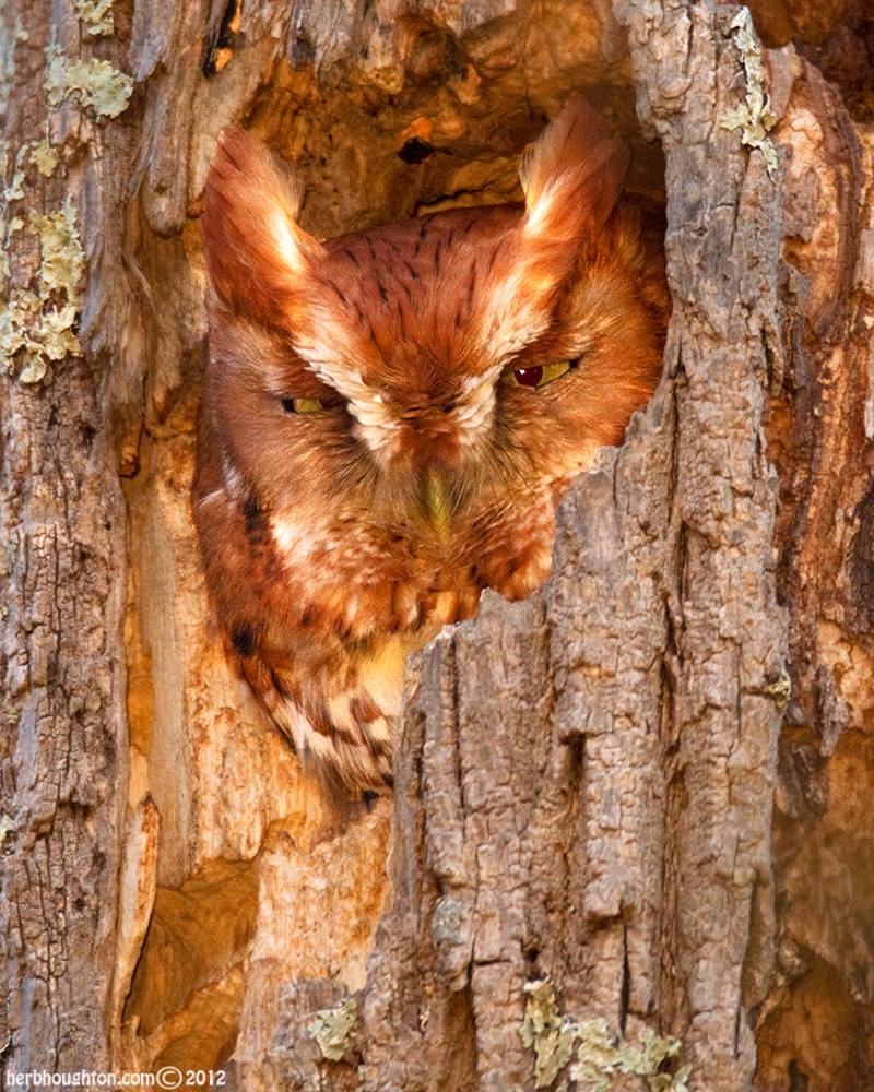 USFWSNortheast's tweet photo. DYK eastern screech owls can range in color from gray to reddish brown? Their unique colors and patterns help them camouflage into their surroundings.  Photos by Graham McGeorge and Herb Houghton #TriviaTuesday https://t.co/bqUbbXC1rg