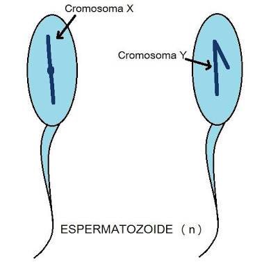 Resultado de imagen de espermatozoide cromosoma x y y