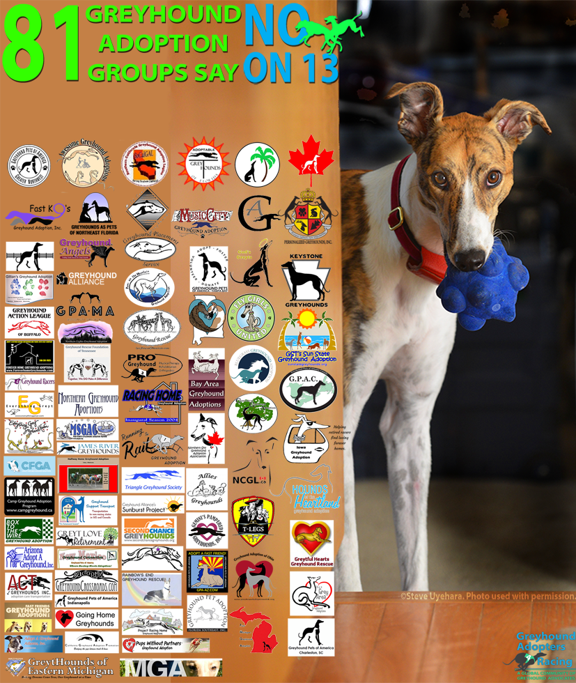 Adopters4Racing's tweet photo. Eighty-one volunteer Greyhound adoption groups across North America say NO on 13 for several reasons but foremost for the fact that we know the dogs' condition and welfare from direct handling, not DC lobbyists. #VoteNOon13 #HSUSisascam #Grey2Kfraud #believethevolunteers https://t.co/6ynCKWQCjZ