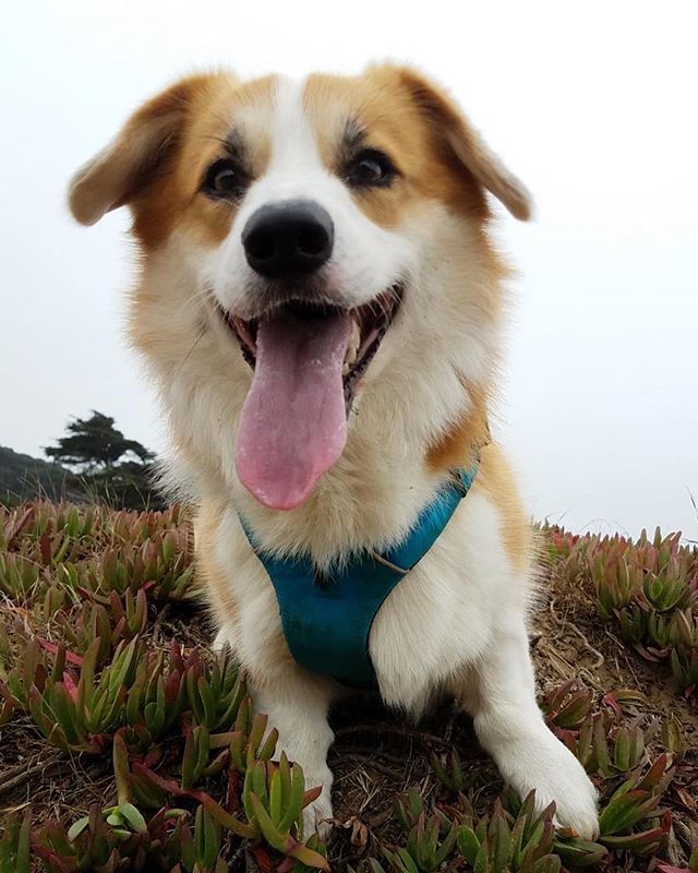 #tot at #fortfunston 🐶 👅
.
.
.
.
.
.
#corgisofinstagram #corgi #corgination #welshcorgi #pembrokewelshcorgi #corgisofinsta #corgis #corgipuppy #corgipuppies #corgicommunity #corgilife #corgiworld #corgipup #corgistagram #corgigram #corgigram_ #instacorgi #buzzfeedanimals  #c…