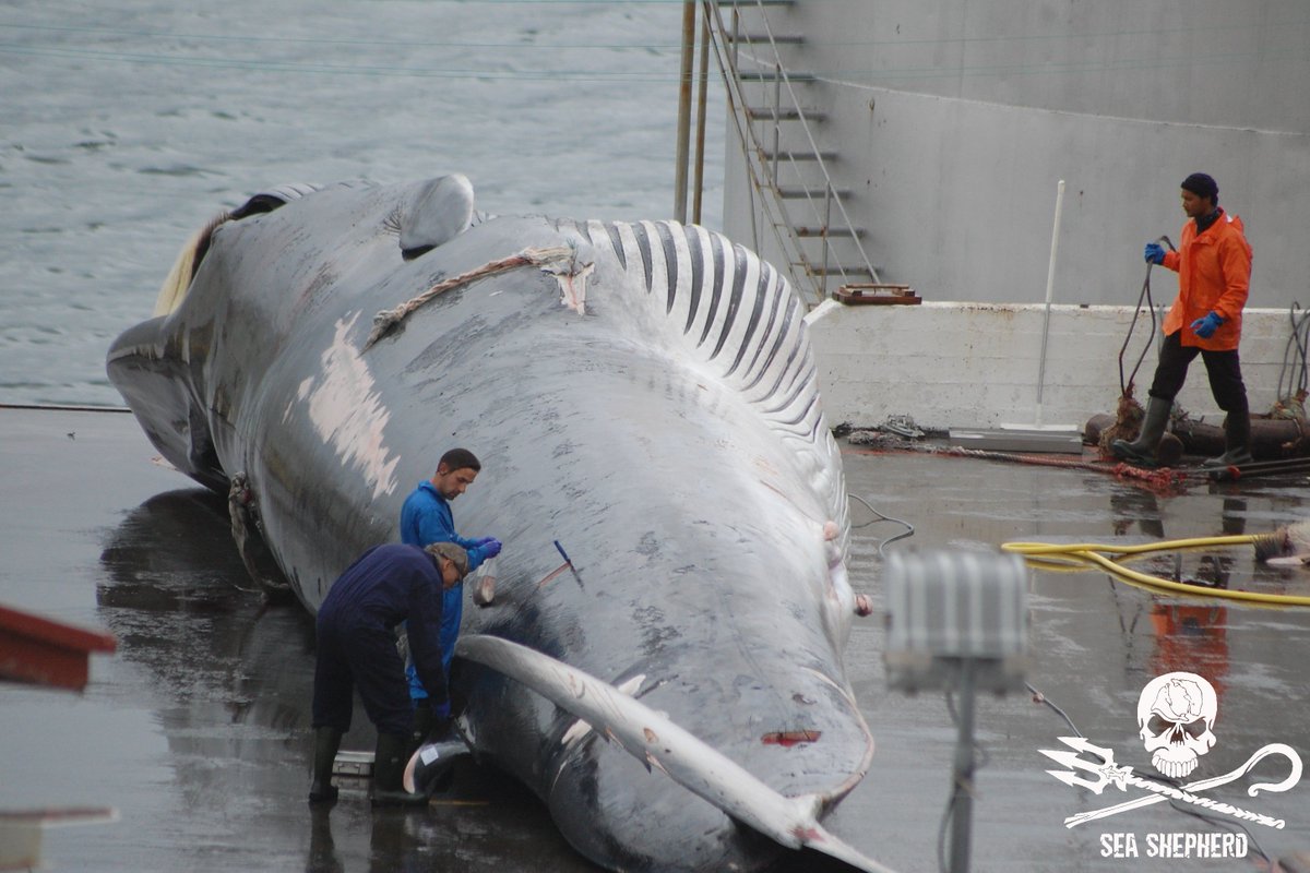 Kristján Loftsson's Icelandic whaling company has killed a pregnant endangered fin whale: bit.ly/2wcnCrk #Iceland #whales #endangered