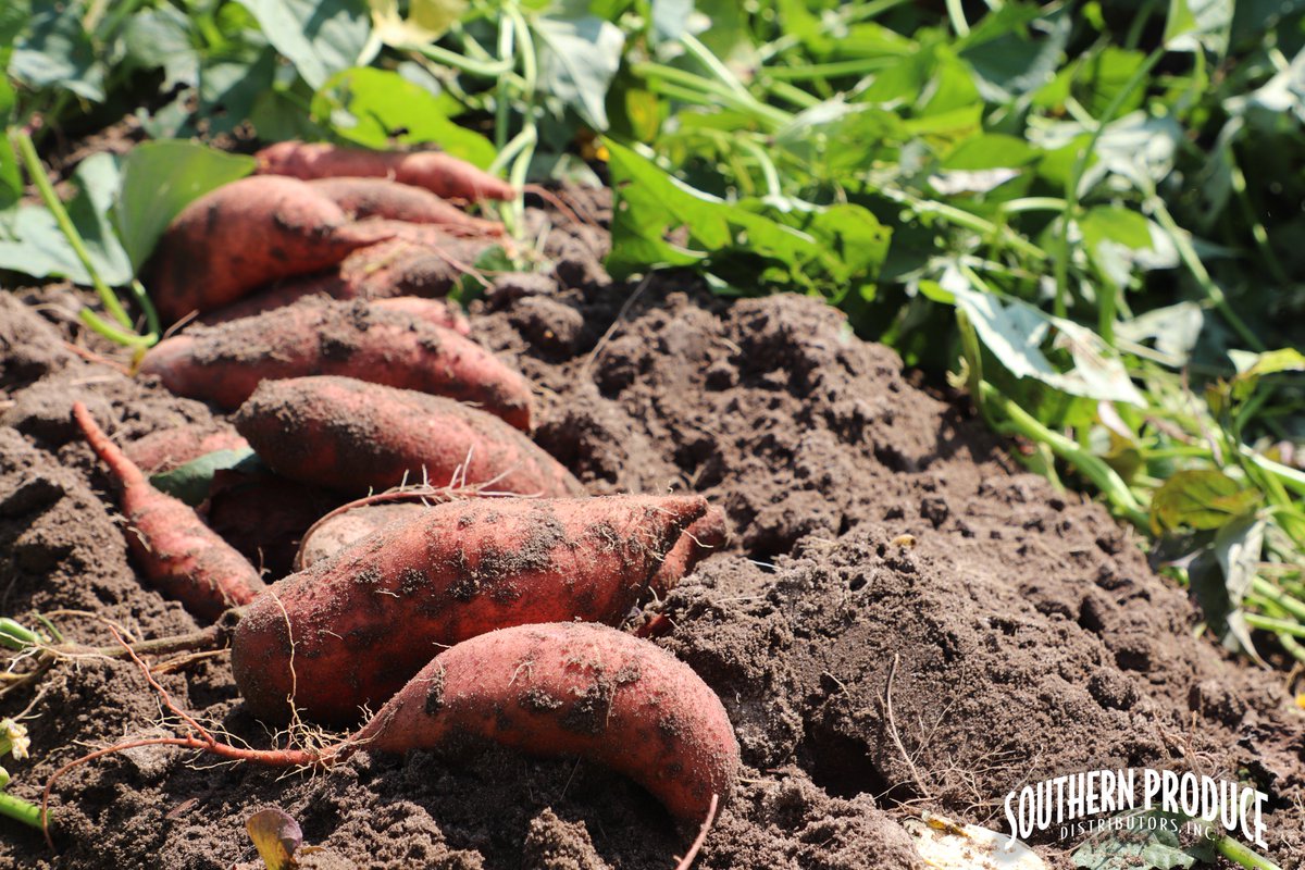 BestSweetPotato's tweet photo. Despite challenging weather conditions, our 2018 crop is growing strong! ๐ ๐ช #BestSweetPotato #SouthernProduce https://t.co/cTQc680xnX