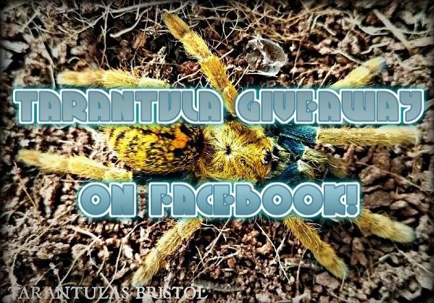 Tarantulas Bristol tweet media