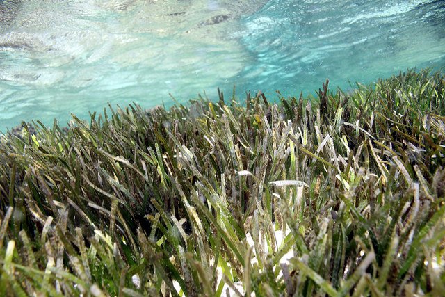 GEFBFP's tweet photo. Seagrasses are able to protect corals and humans from harmful pathogens https://t.co/4yyNKj49dt @GRIDArendal
#Seagrass #SeagrassTuesday #BlueCarbon #MarineConservation #Nature #NatureConservation #BlueForests #BlueForestsProject #Sea #Ocean https://t.co/ErFVNhJEjQ