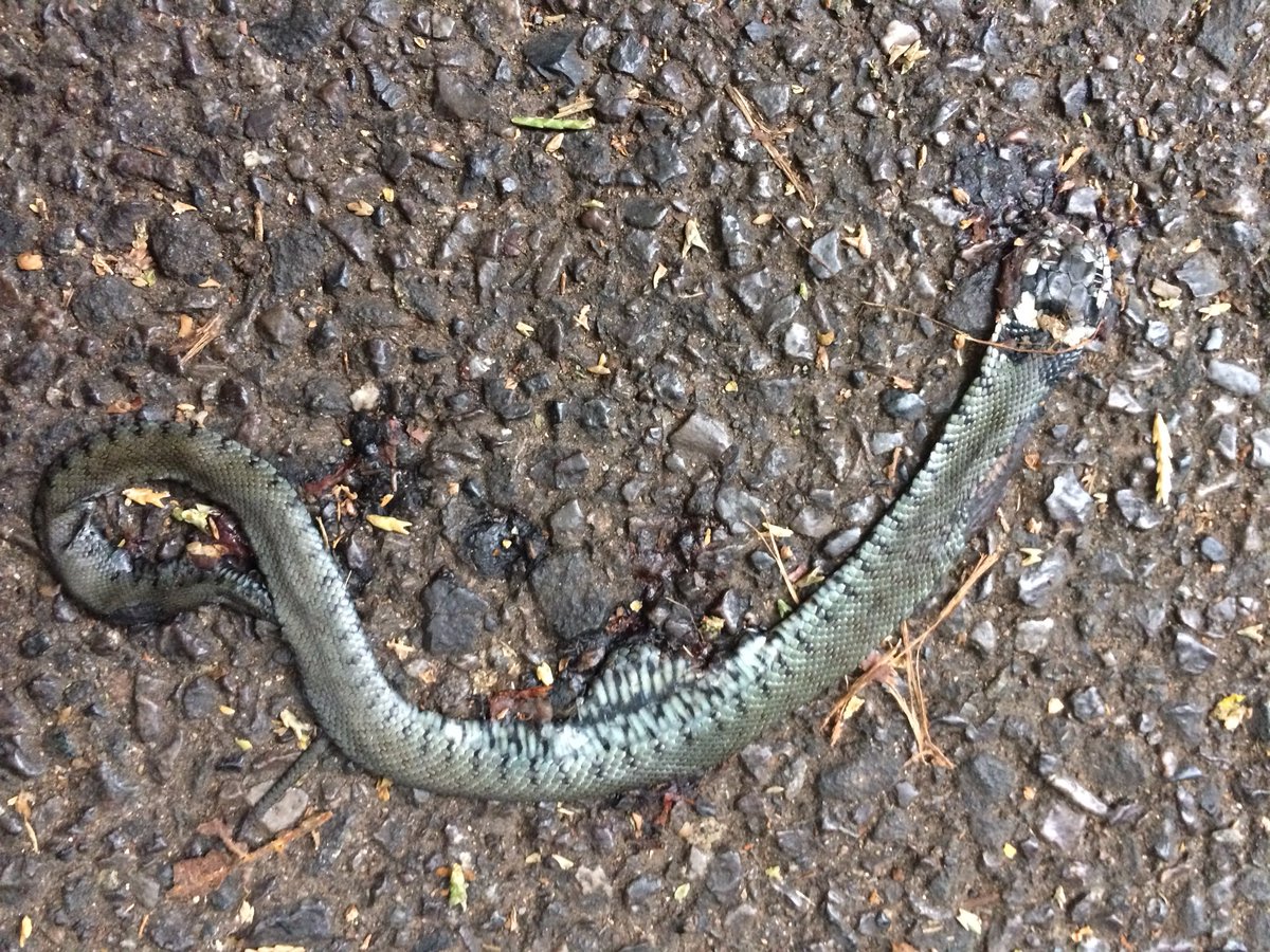 ChloeDalglish's tweet photo. Poor little squashed grass snake! On a footpath with partially permeable fencing on one section, and solid fence panels where this was. Have a think about your boundary fencing, does it let wildlife move freely? #connectivity #urban #habitat https://t.co/mn9GdIvdtU
