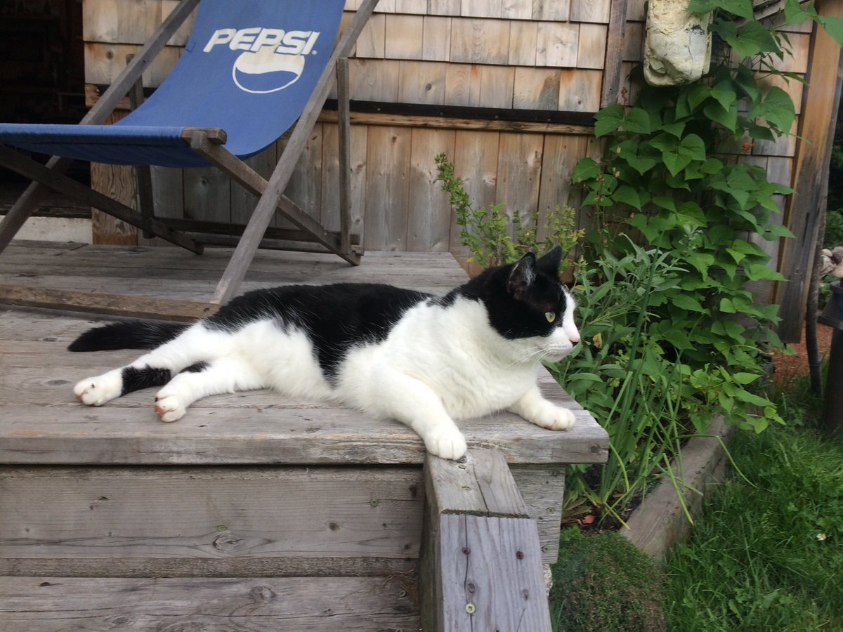 MarinaCavanaugh's tweet image. #Lost #Cat in #Hubbards, NS.  Answers to Remy and Mr. Cat.  Distinctive smudge on nose. Please share!