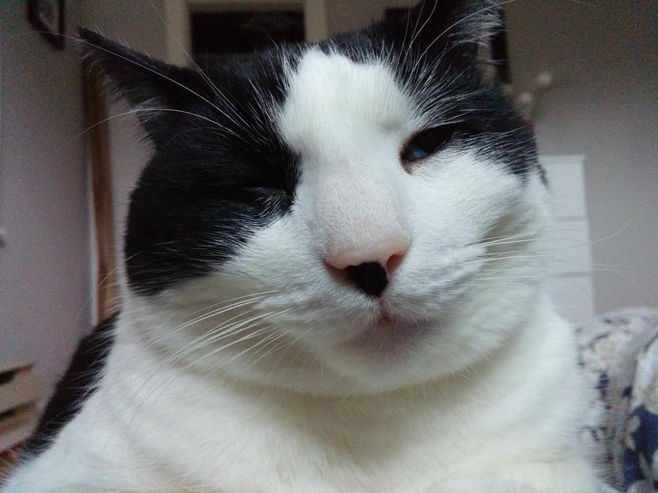 MarinaCavanaugh's tweet image. #Lost #Cat in #Hubbards, NS.  Answers to Remy and Mr. Cat.  Distinctive smudge on nose. Please share!