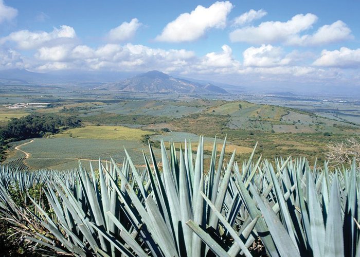 MilenioJalisco's tweet photo. Paisaje agavero en riesgo por berries https://t.co/VZiFsBh2VN https://t.co/Yy3AgtjxBj