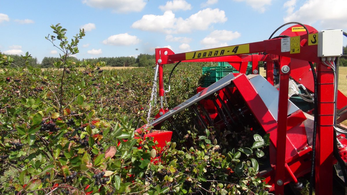 FmrWeremczuk's tweet photo. Aronia berry harvesting with JOANNA-4 from WEREMCZUK FMR

#aronia #berry #berrybreeding #farm #farming #machines https://t.co/juFFsovHG2