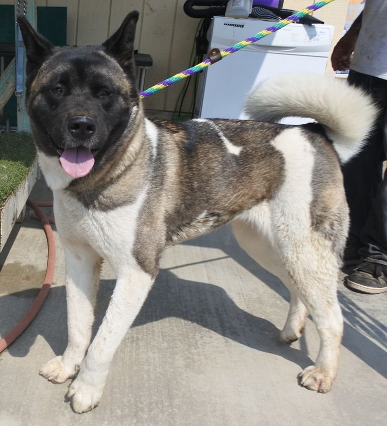 American Bully (@americanbully10) on Twitter photo 