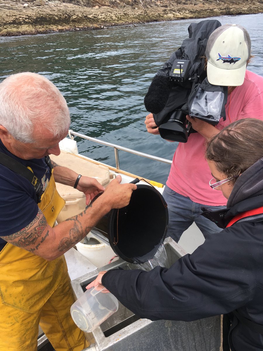 PadstowLobster photo