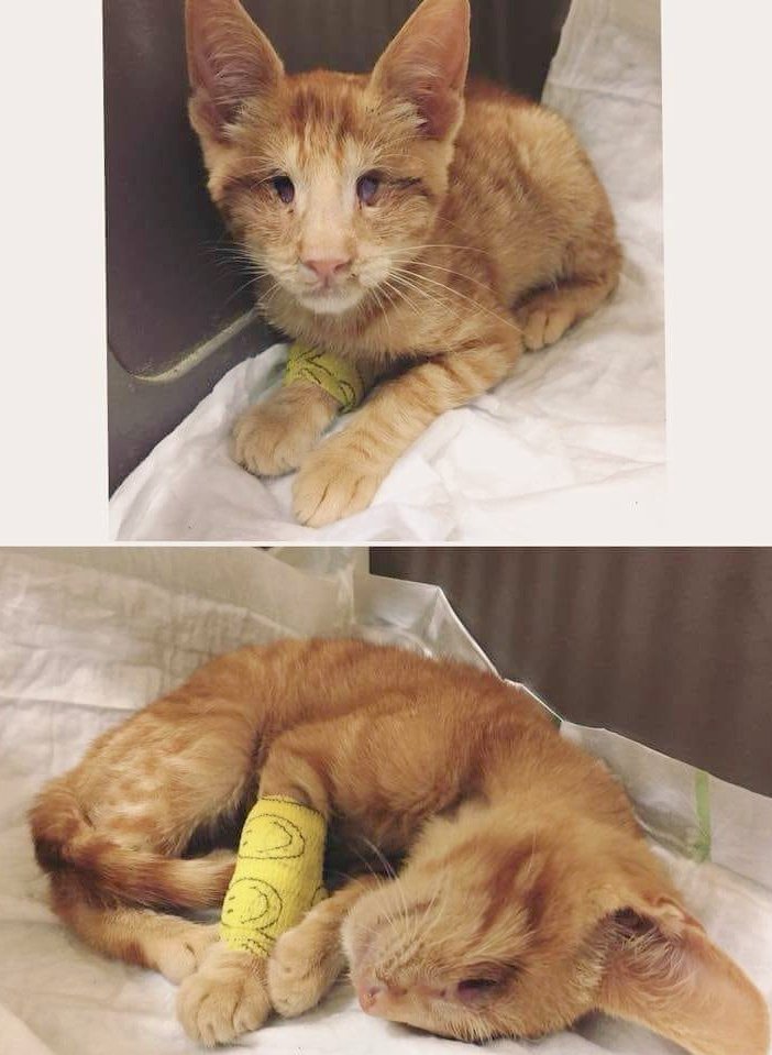 animalsmaresme's tweet image. Gatet cec trobat sol al mig de la carretera. Deu tenir uns 3 mesos i mig, és afectuós, simpàtic, ara està molt dèbil i es troba en tractament. Ha donat negatiu en leucèmia i immunodeficiència felines, cerca família, si el pots #ajudar &amp;gt; 93795 4065 #canetdemar #gràcies #maresme