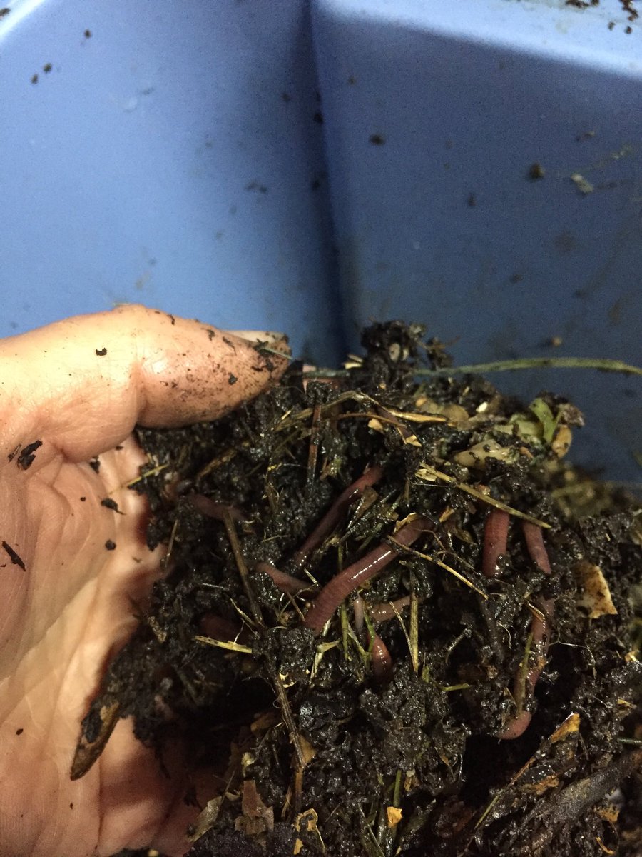 We are composting with worms! #SoilHealth #vermiculture #redwigglers