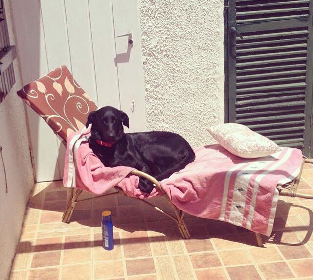 milunalunera85's tweet photo. #Zapeando1184 la señora se pone negra al sol!! https://t.co/HSFpy4Umgj