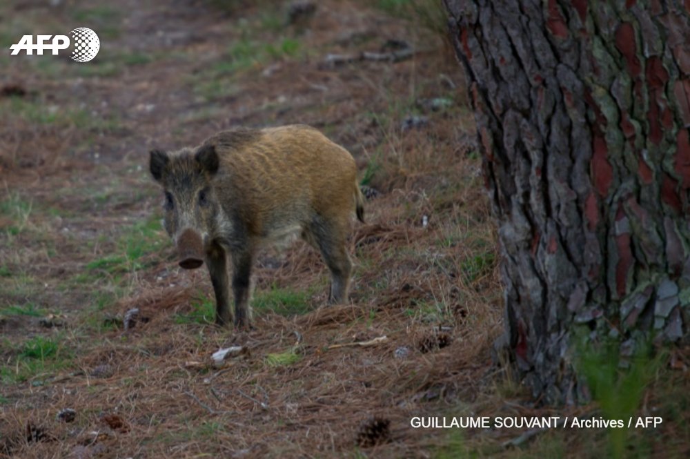 Agence France-Presse tweet media
