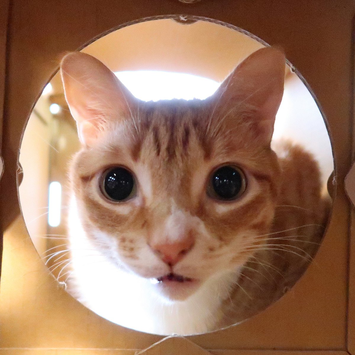 ColeTheBlackCat's tweet photo. I'm watching YOU!

#CrazyEyes https://t.co/GX4tgIrmxc