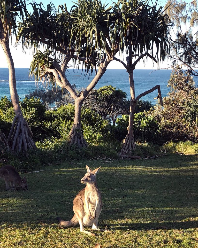 AmazingPhil's tweet photo. Aussie adventures 🐨🐨🐨 https://t.co/fEflTMK0DX