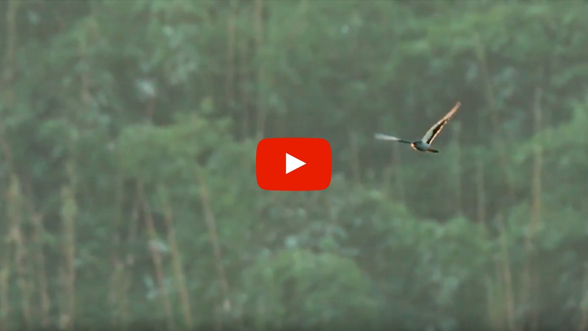 OLangrand_CEPF's tweet image. Great new film &quot;The Naga Pride&quot; shines a spotlight on the Amur falcon&apos;s epic migration &amp;amp; the challenges it faces along the way: ow.ly/XxB730luFb3