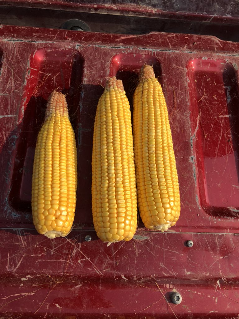 ShermanNewlin's tweet photo. Clay county NE our 4th stop, 239 bu #pftour18 https://t.co/LkcWxfHKK1