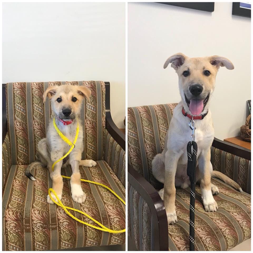 Remember this guy? It's been two months since we first met BARLEY, a sick, sad, scared little pup at the shelter, and look at him now! Thanks to your donations he's getting bigger and stronger every day. Soon, he'll be off to his forever home. #ThankYou #TransformationTuesday