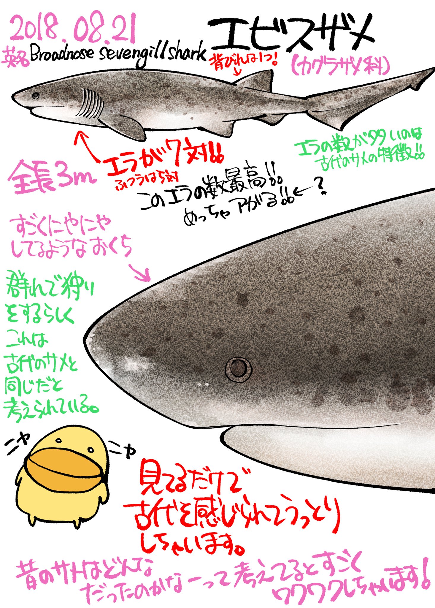 Takumiサメ男 Commission Ok Pa Twitter サメ図鑑 17 にやにやしててかわいいー 古代ザメの特徴をもった サメたちは見ててワクワクしますねー ロマンロマンロマン たくみじろうサメの絵 Takumiサメ男 Commission Ok Pa Twitter サメ図鑑 17 にやにやしててかわいいー 古代ザメの特徴をもった サメたちは見ててワクワクしますねー ロマンロマンロマン たくみじろうサメの絵