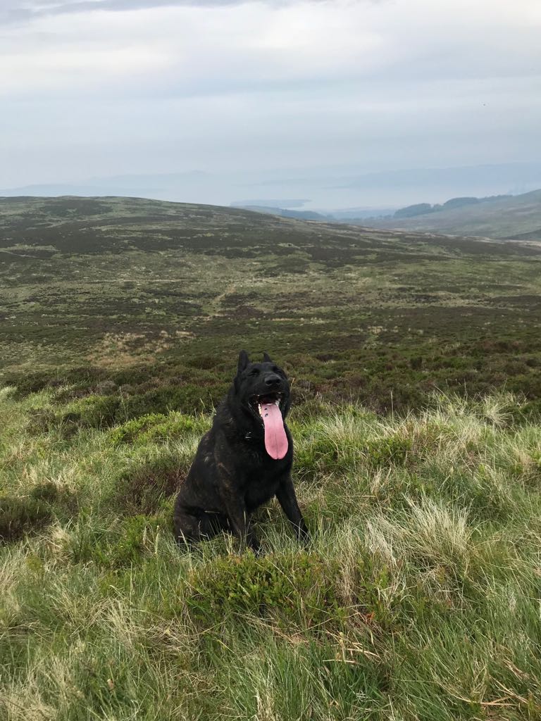 PSOSDogs's tweet photo. PD Juno giving you his finest Tongues Out Tuesday👅 #hench #herderpower #PDJuno 💪 #TongueOutTuesday 😛🐾🐶 https://t.co/d504vfn6aW
